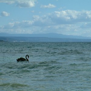 taupo swan