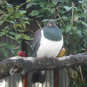 kereru
