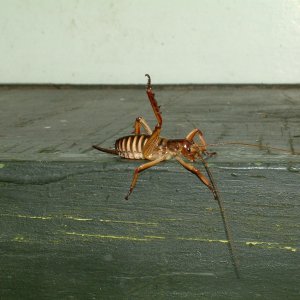 weta