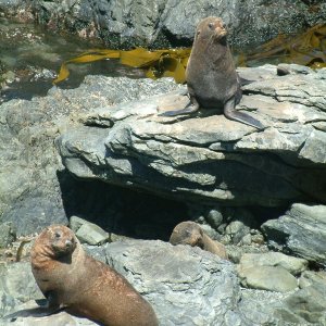 wellington red rocks seals