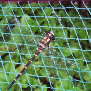 nz dragonfly 