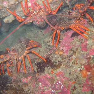 nz crayfish