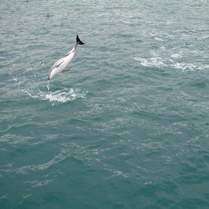 kaikoura hector dolphin