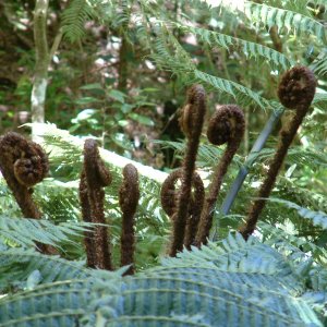 otari fern koru