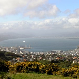 Wellington from Brooklyn Hill