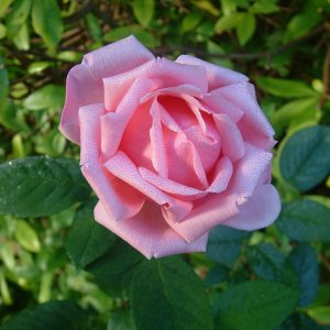 divine creation 1