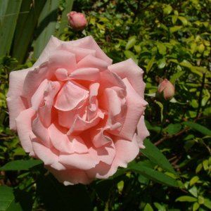 divine creation 2