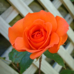 divine creation 3