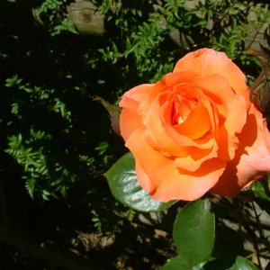 divine creation 4