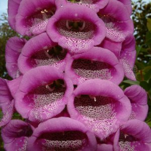 divine creation 6