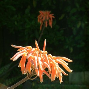 divine creation 8