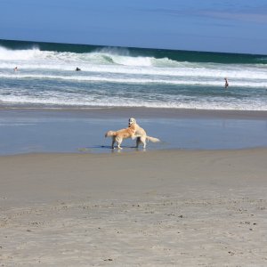 St. Clair beach, Dunedin