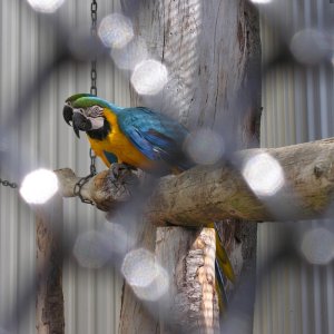 Dunedin Botanic Garden