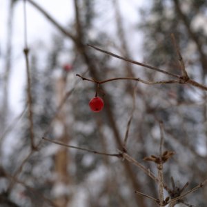 13966-p1181164