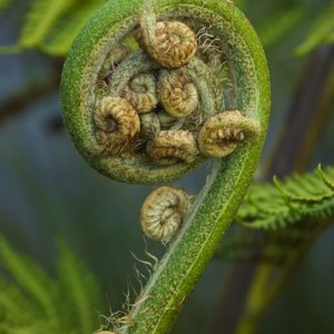 Koru - new leaf of New Zealand silver fern. Spring concept. Close-up