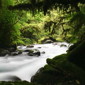 Mysterious river flowing in green forest. Virgin forest Trekking. Hollyford track. South Island. New