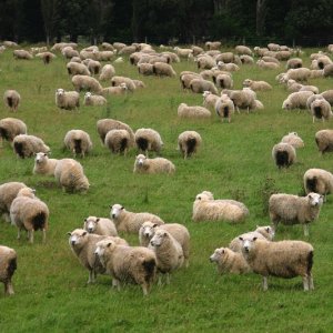 Flock of Sheep in a green meadow curiously looking at camera. South Island. New Zealand
