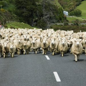 Sheep on a road in New Zealand