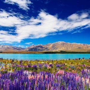 Mountain landscape with lake and flowers, New Zealand,Pichugin Dmitry  