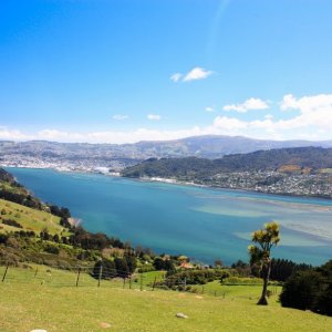 Otago bay