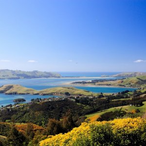 Otago bay