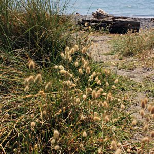 Eastbourne- grass