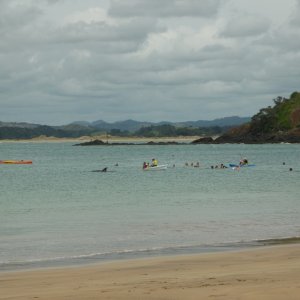 дельфины в whangaumu bay, tutukaka coast