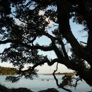 Tutukaka coast
