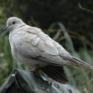staglands habitants