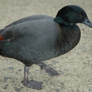 staglands habitants