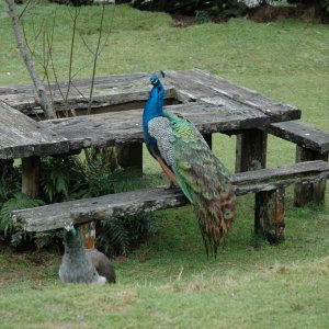 staglands habitants