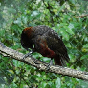 staglands habitants