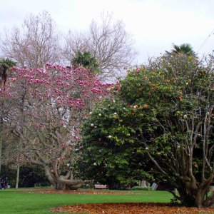 Albert Park