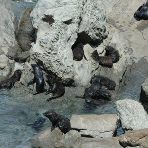 морские котята
