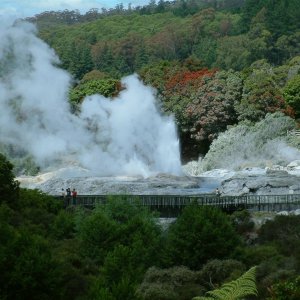 te puia geyser in rotorua