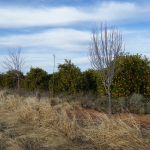 Sydney-Kalgoorlie