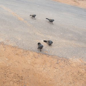 Sydney-Kalgoorlie