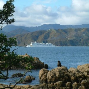 wellington harbour entry