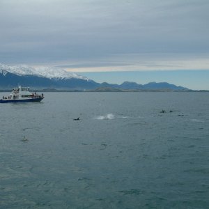 kaikoura dolphins