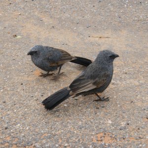 Sydney-Kalgoorlie