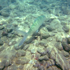 Hawaii.underwater
