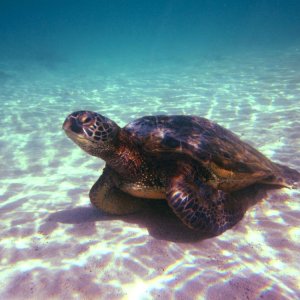 Hawaii.underwater