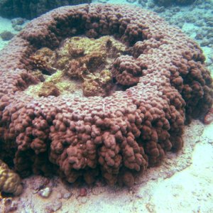 Hawaii.underwater