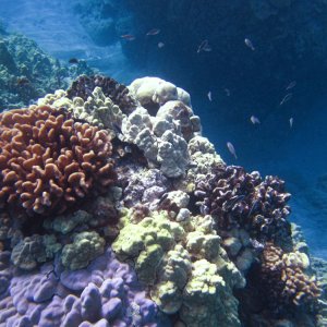 Hawaii.underwater