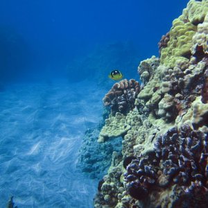 Hawaii.underwater