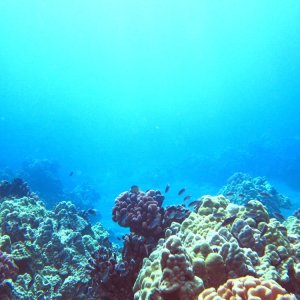 Hawaii.underwater