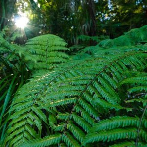 Le Roys Bush