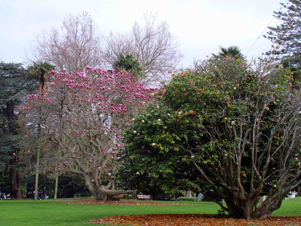 Albert Park