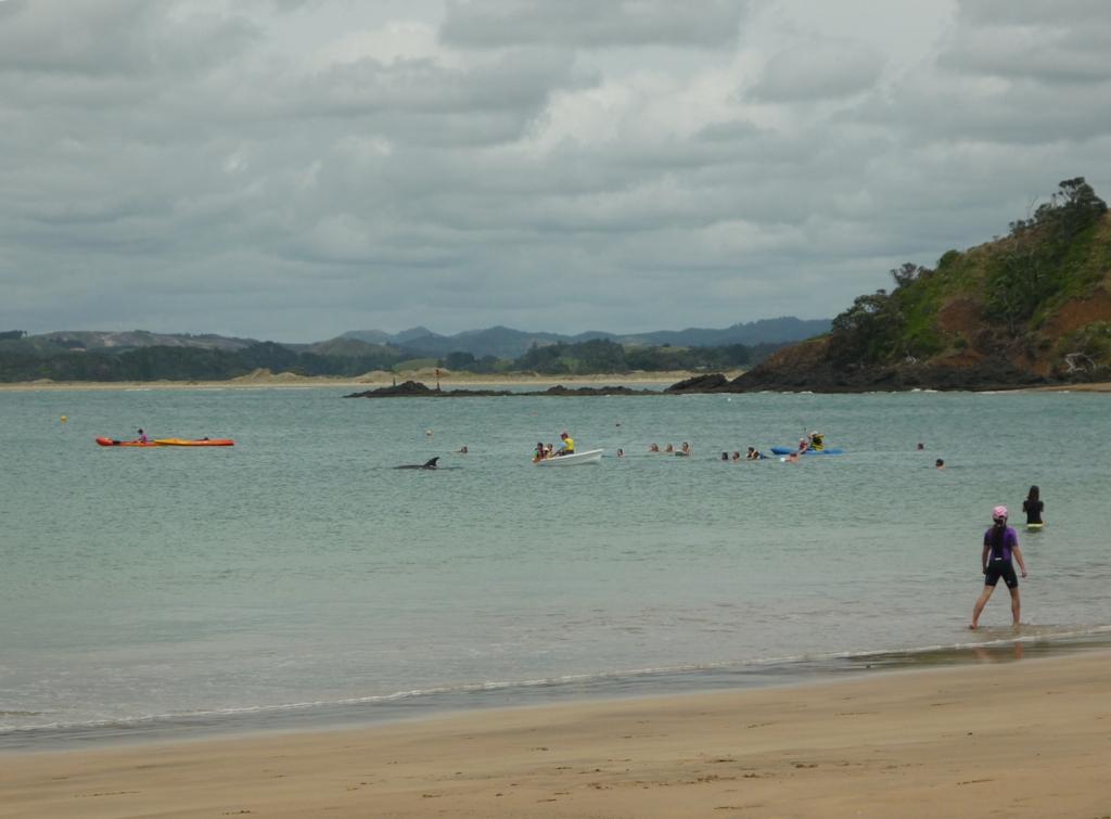 дельфины в whangaumu bay, tutukaka coast