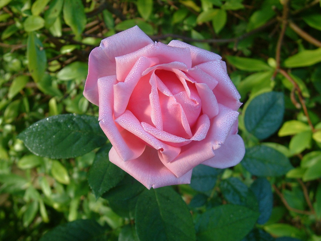 divine creation 1